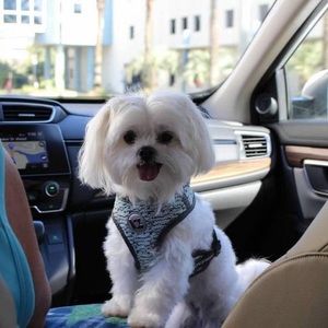 Meet your Posher, Sandy